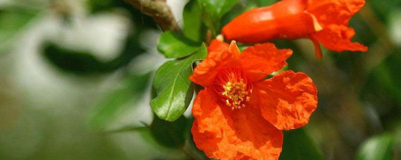 石榴花叶子发黄掉叶怎么办（盆栽石榴黄叶掉叶是怎么回事）
