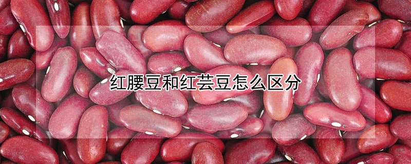 红腰豆和红芸豆怎么区分 红腰豆和芸豆的区别