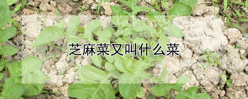 芝麻菜又叫什么菜（芝麻菜也叫）