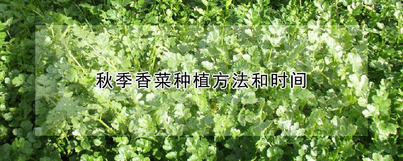秋季香菜种植方法和时间 秋冬香菜的种植时间和方法