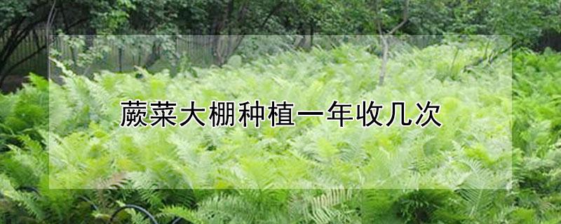 蕨菜大棚种植一年收几次 种植蕨菜几天可以收一批