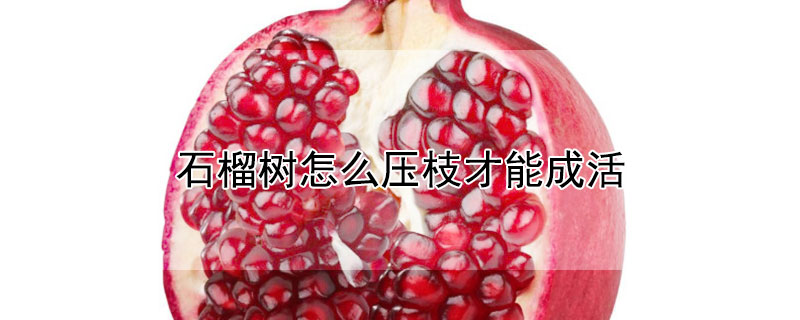 石榴树怎么压枝才能成活 石榴树什么时候压枝条