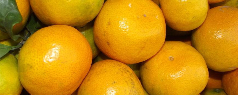 秋天水果有哪些成熟（秋天水果有哪些成熟的庄稼有哪些）