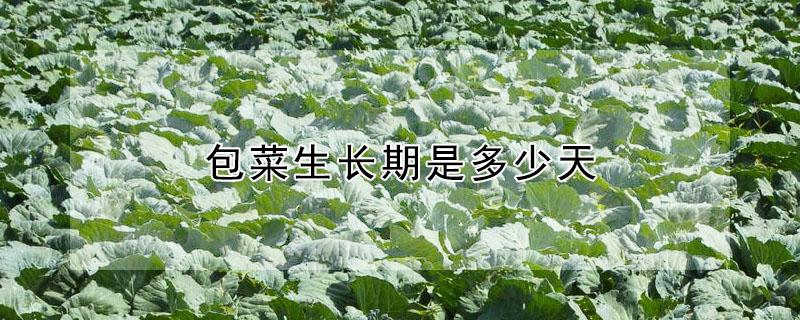 包菜生长期是多少天（包心生菜生长周期多少天）