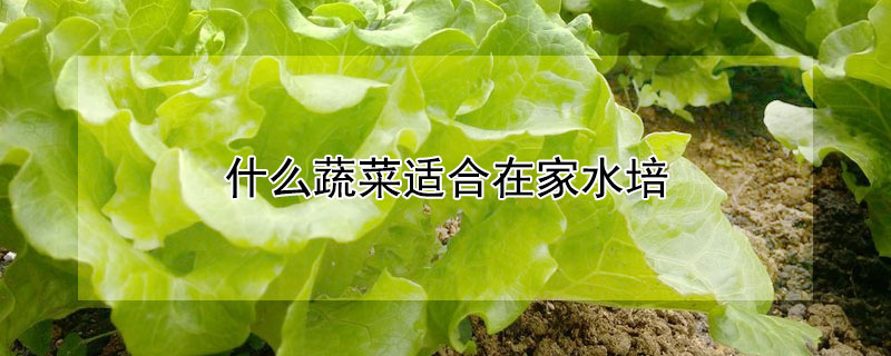 什么蔬菜适合在家水培（什么蔬菜适合在家水培种植）
