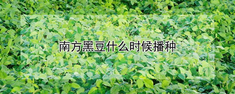 南方黑豆什么时候播种（南方黑豆什么时候播种最合适）