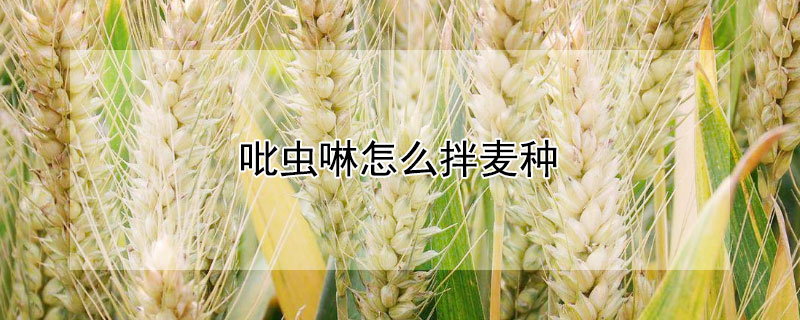 吡虫啉怎么拌麦种（吡虫啉拌麦种有啥好处）