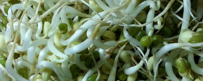 发的绿豆芽为什么豆瓣发红 发的绿豆芽为什么豆瓣发红呢