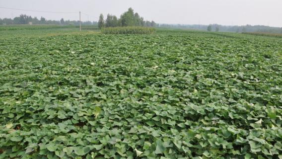 地瓜种植方法 地瓜种植方法视频教程