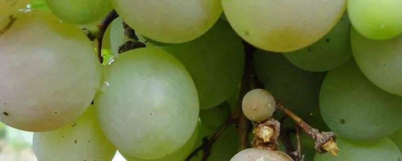 葡萄果粒长不大怎么办 葡萄果粒长不大怎么办图片