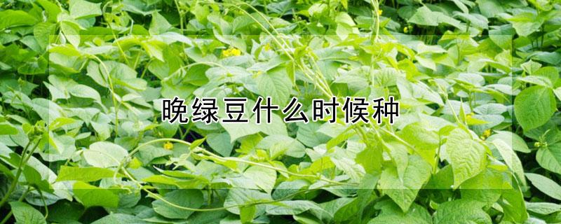 晚绿豆什么时候种（绿豆什么时候下种）