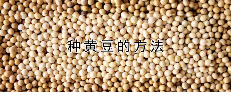 种黄豆的方法（种黄豆的方法和过程）