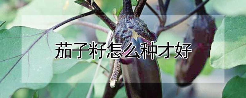 茄子籽怎么种才好（茄子籽怎么种才好呢）