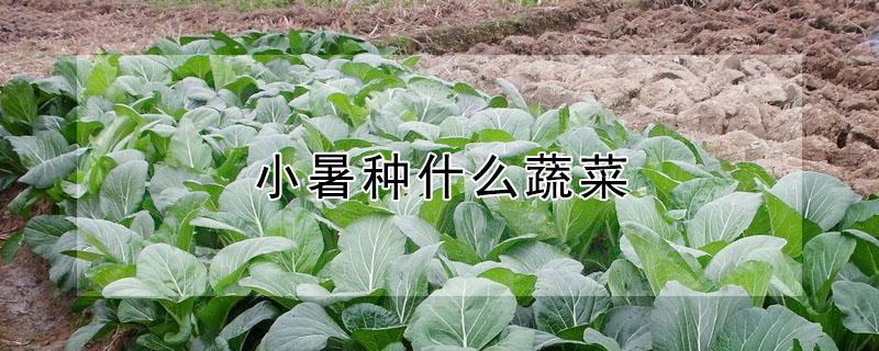 小暑种什么蔬菜（大暑种什么蔬菜）