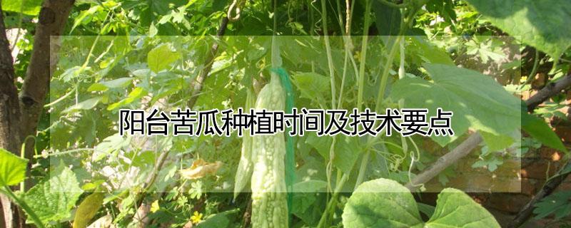 阳台苦瓜种植时间及技术要点 露天苦瓜种植时间及技术要点