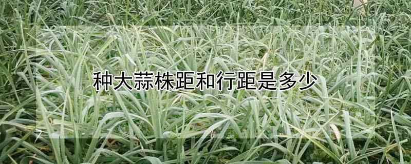 种大蒜株距和行距是多少（种大蒜株距和行距是多少合适）
