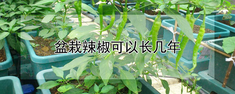 盆栽辣椒可以长几年（辣椒能长几年）