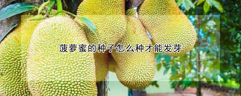 菠萝蜜的种子怎么种才能发芽（菠萝蜜的种子怎么种才能发芽视频）