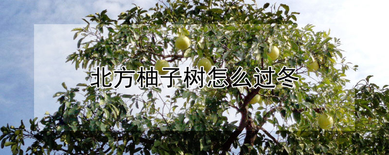 北方柚子树怎么过冬 冬天可以种柚子树吗