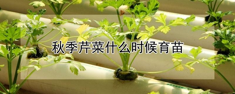 秋季芹菜什么时候育苗 秋季芹菜什么时候育苗最佳