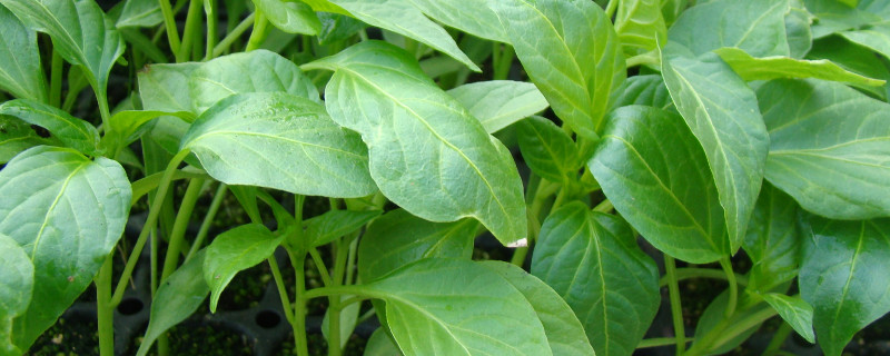 辣椒苗不分叉怎么回事 辣椒苗光长个头,不分叉