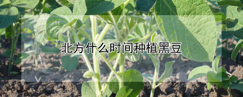 北方什么时间种植黑豆 北方什么时间种植黑豆最佳