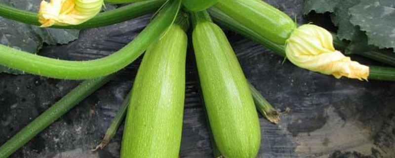 西葫芦种植方法（西葫芦种植方法视频）