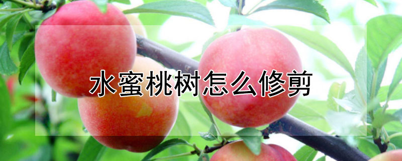 水蜜桃树怎么修剪 水蜜桃树怎么修剪视频