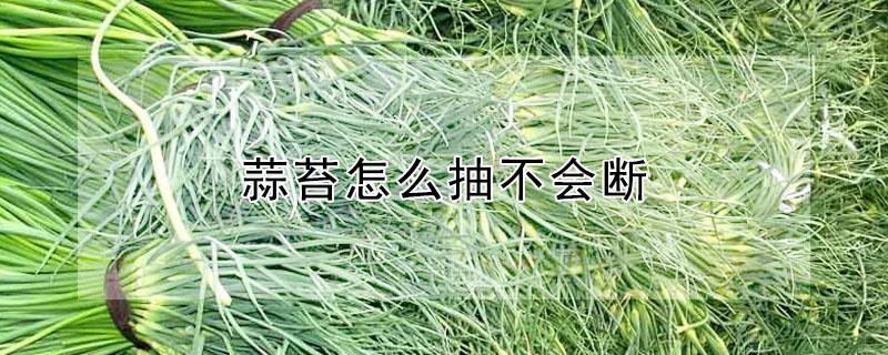 蒜苔怎么抽不会断（蒜苔怎么抽不会断呢）