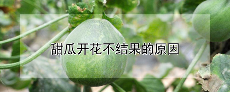 甜瓜开花不结果的原因（甜瓜开花不结果的原因是什么）