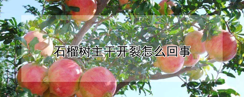 石榴树主干开裂怎么回事（石榴树主干开裂怎么回事啊）