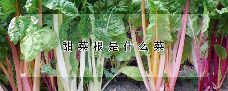 甜菜根是什么菜（甜菜根是甜菜吗）