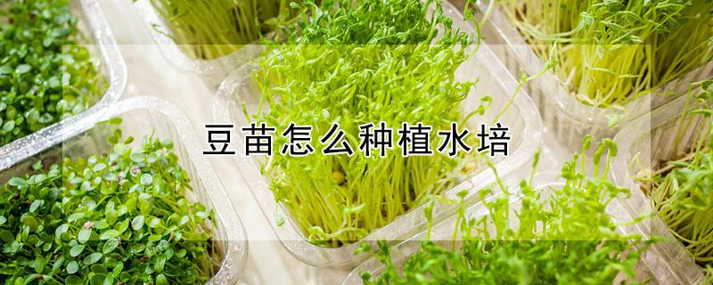 豆苗怎么种植水培 水培豆苗的方法
