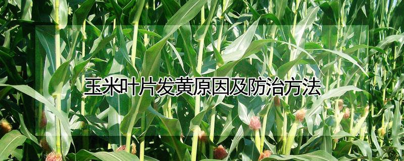 玉米叶片发黄原因及防治方法（玉米叶发黄怎么办）