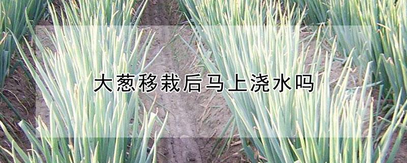 大葱移栽后马上浇水吗 大葱移栽后马上浇水吗视频
