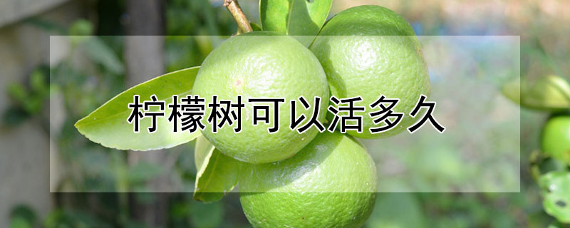 柠檬树可以活多久（柠檬树可以长几年）