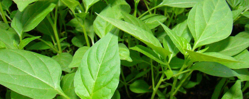 移栽辣椒苗多久才能活（辣椒苗移栽几天成活）