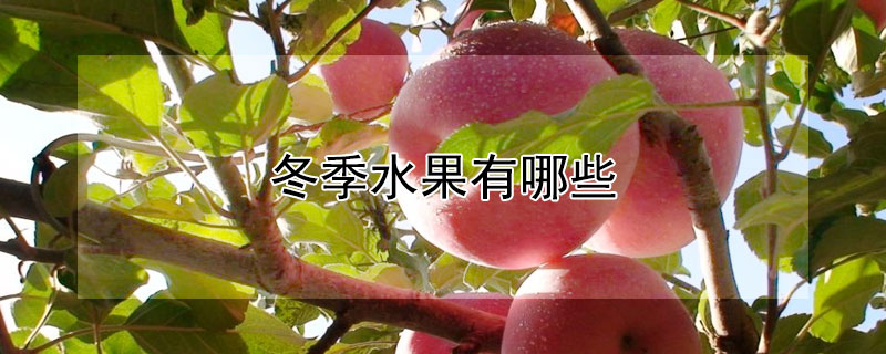 冬季水果有哪些 冬季水果有哪些应季