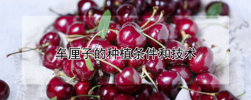 车厘子的种植条件和技术 车厘子的种植要求