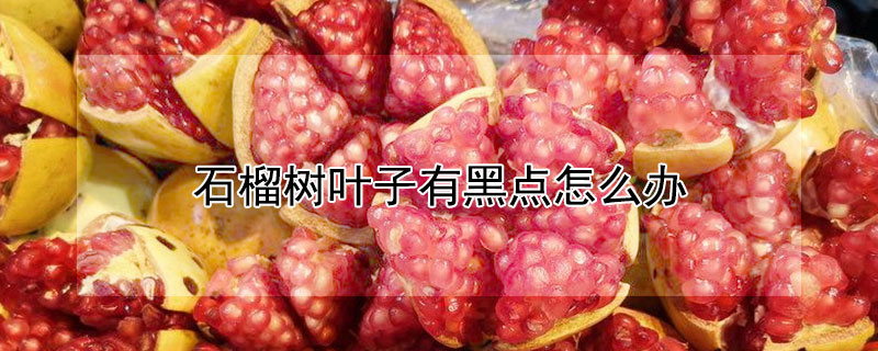 石榴树叶子有黑点怎么办（石榴树叶子上小黑点）