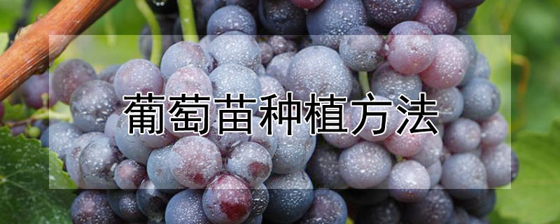 葡萄苗种植方法（葡萄苗种植方法盆栽）