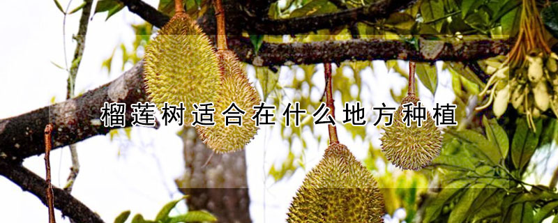 榴莲树适合在什么地方种植 榴莲树适合在什么地方种植百科