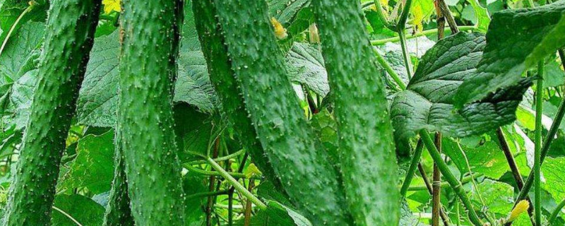 夏季蔬菜有哪些（夏季蔬菜有哪些种类适合盆栽）