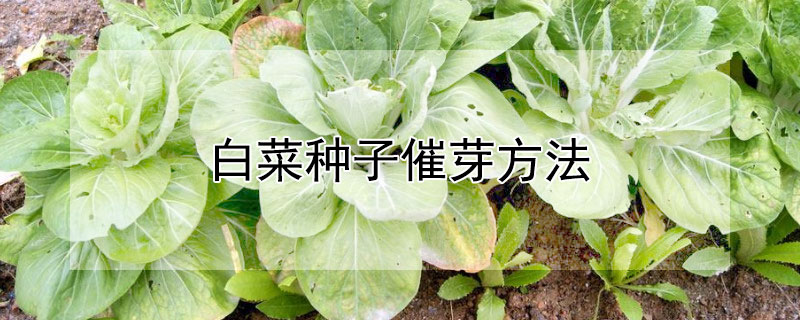 白菜种子催芽方法（白菜种子催芽方法视频）