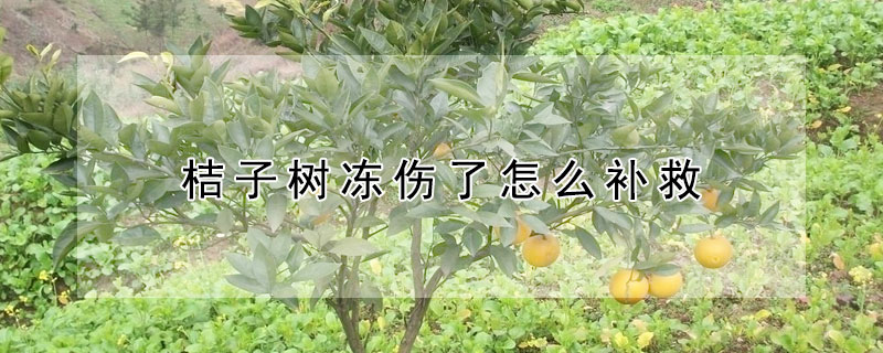 桔子树冻伤了怎么补救 桔子树冻伤了怎么办
