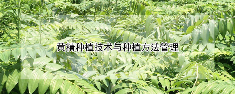黄精种植技术与种植方法管理（种植黄精的栽培技术）