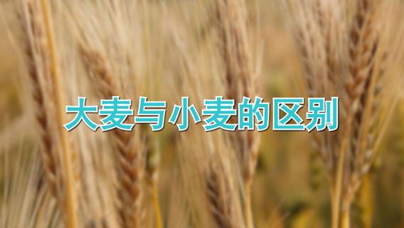 大麦与小麦的区别 大麦和小麦的营养价值与功效