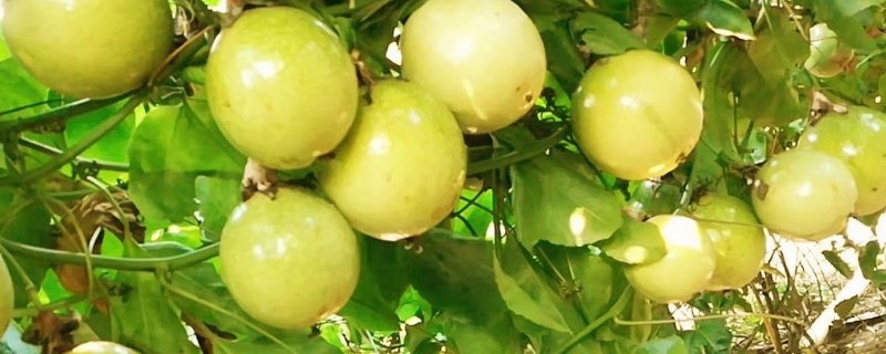 百香果怎么储存（百香果怎么储存时间久）