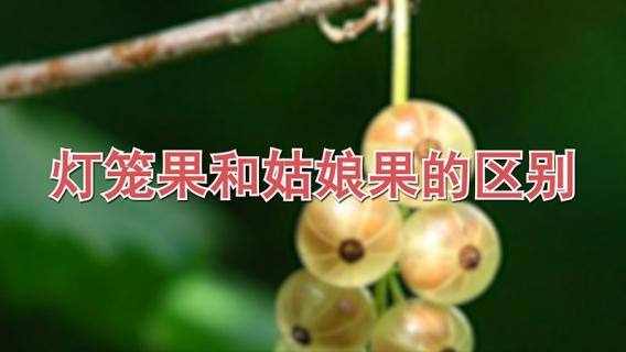 灯笼果和姑娘果的区别（灯笼果和姑娘果的区别是什么）
