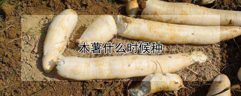 木薯什么时候种 木薯什么时候种植最好